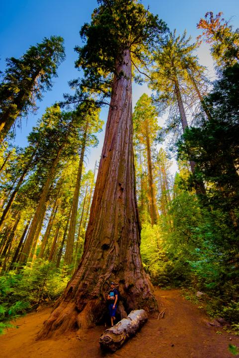 Nelder Grove of Sequoia | Shutterbug